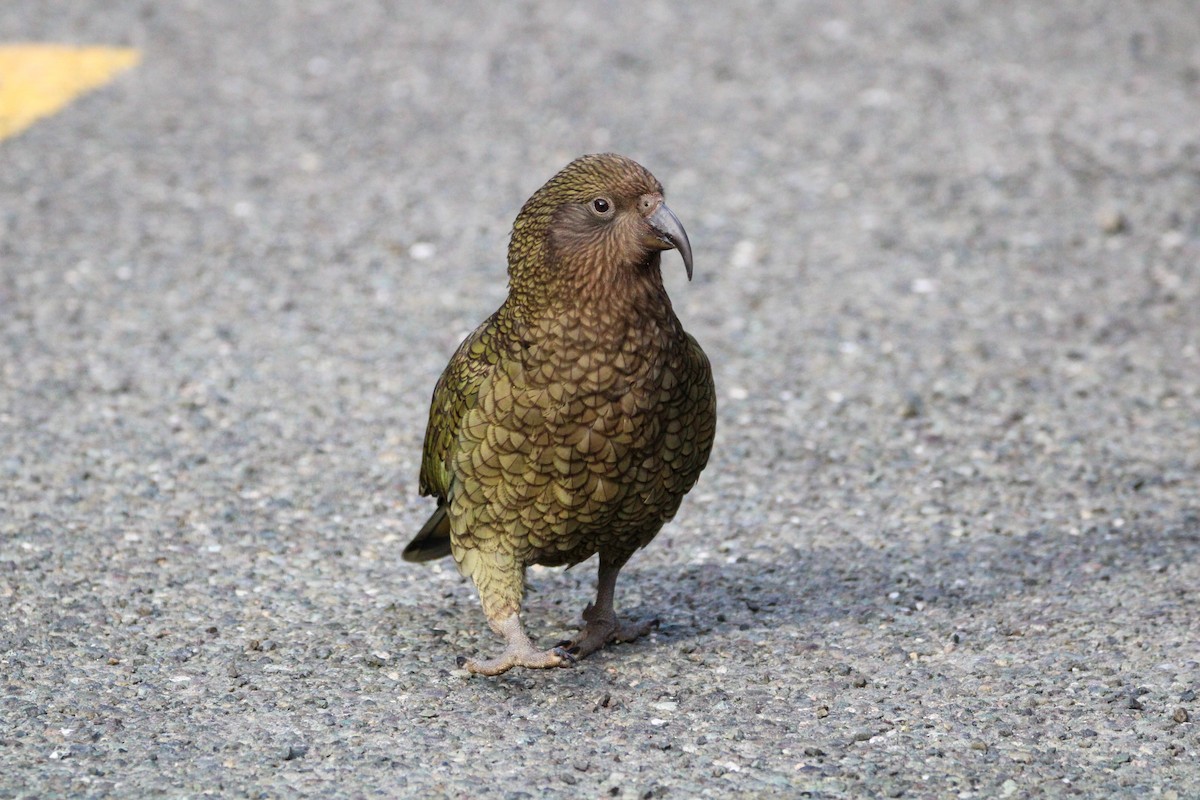 Kea - ML638579912