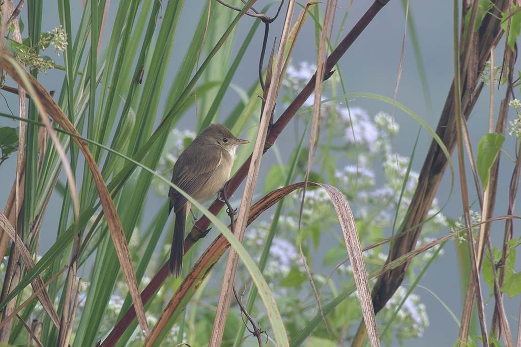 Thick-billed Warbler - ML638579913