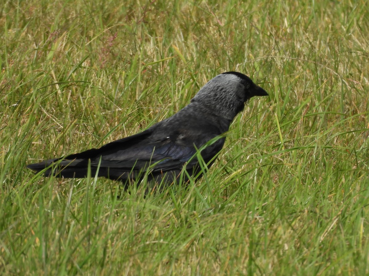 Eurasian Jackdaw - ML638579941