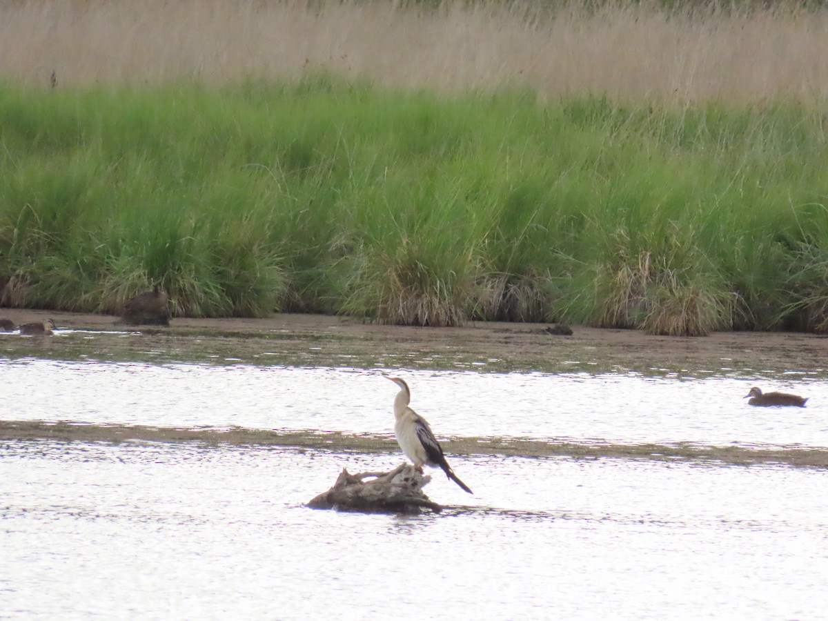 Australasian Darter - ML638579959