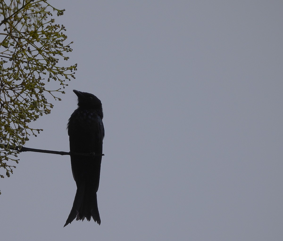 Bronzed Drongo - ML638579964