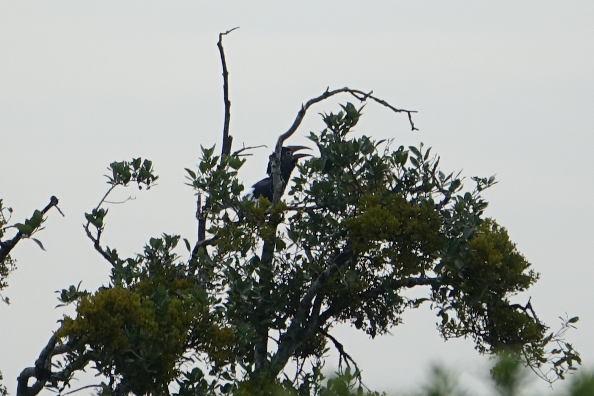 Black-and-white-casqued Hornbill - ML638580044