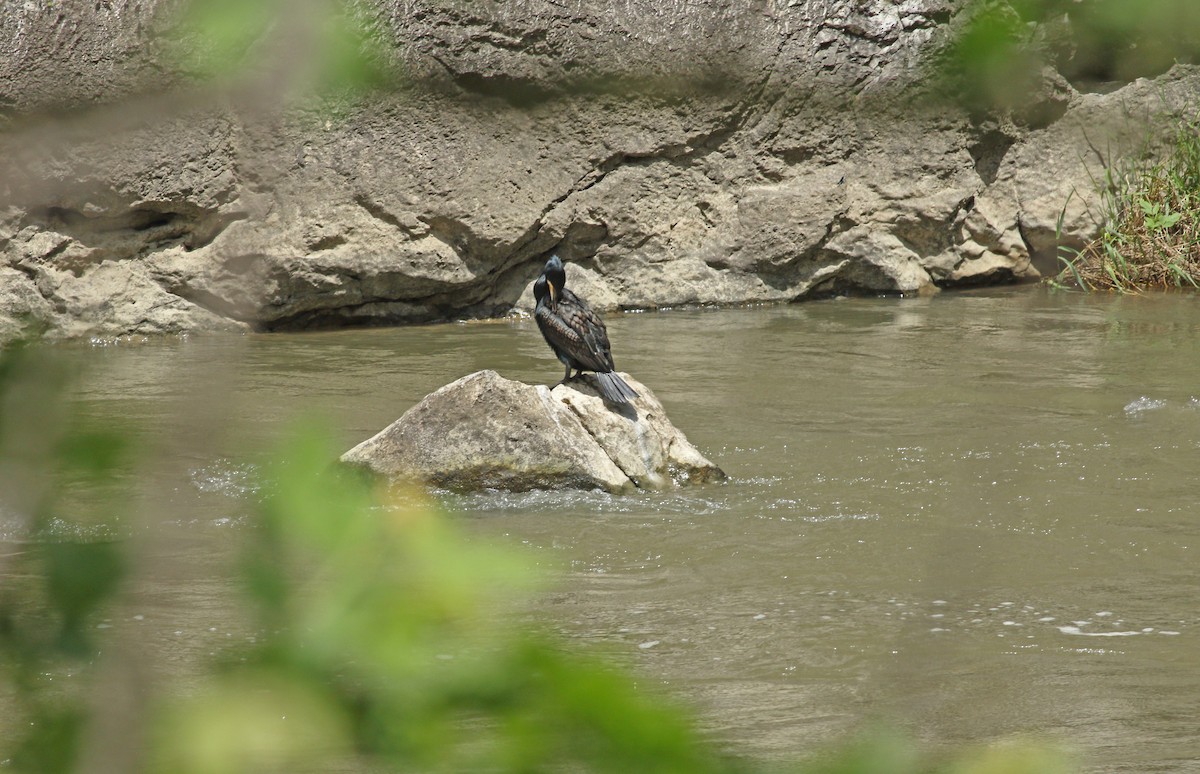 Cormorano - ML638580046