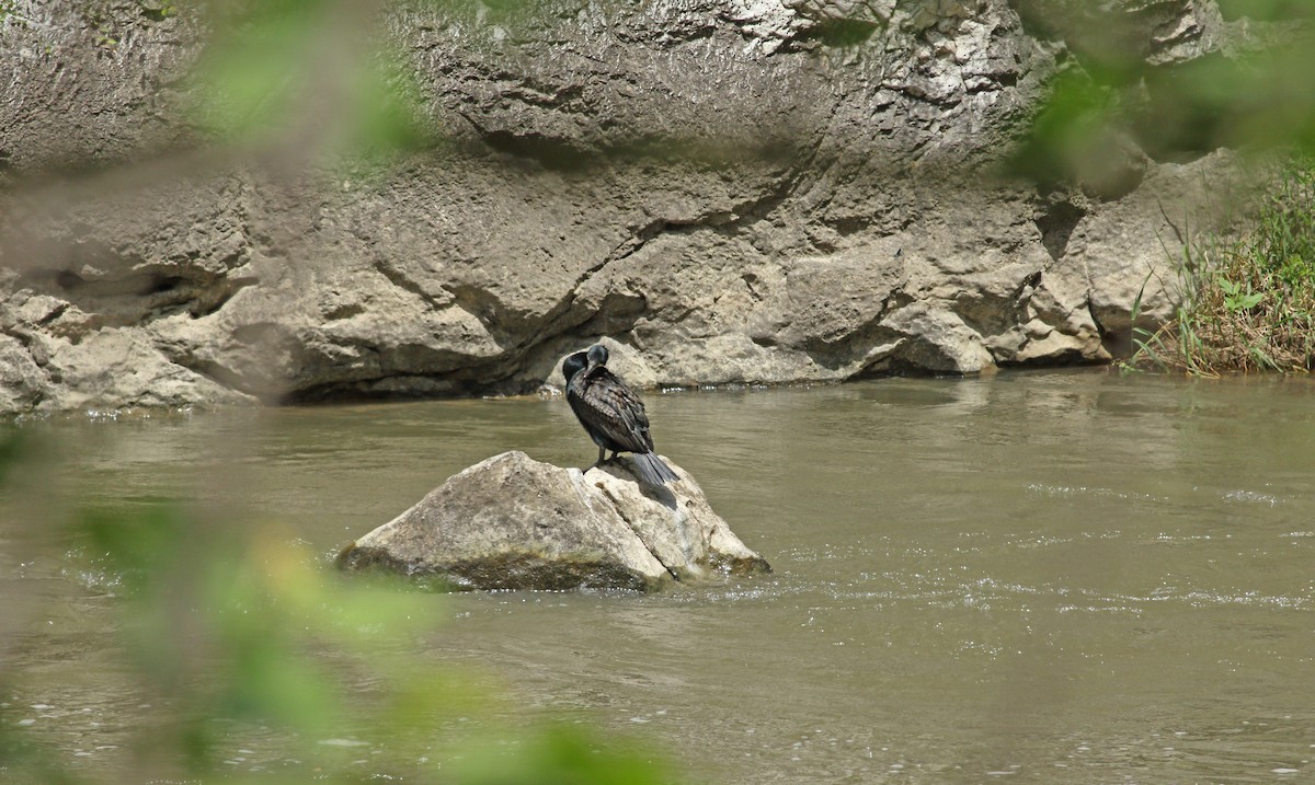 Great Cormorant - ML638580047