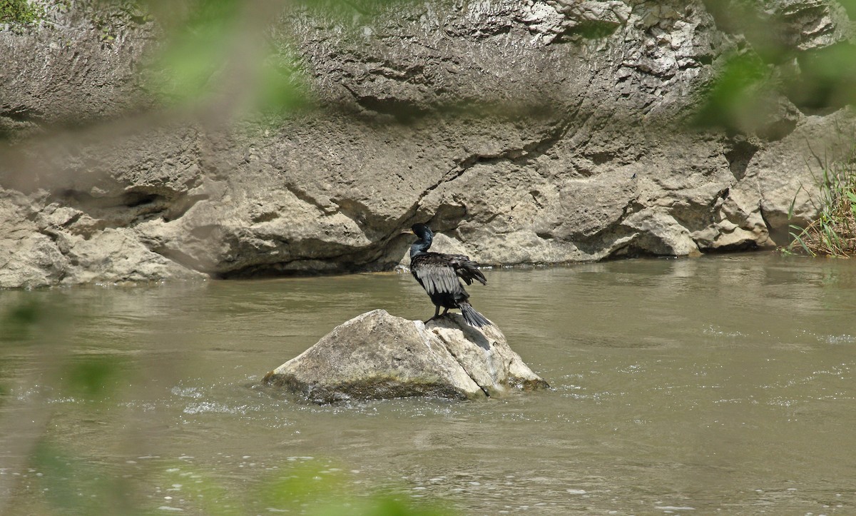 Cormorano - ML638580049