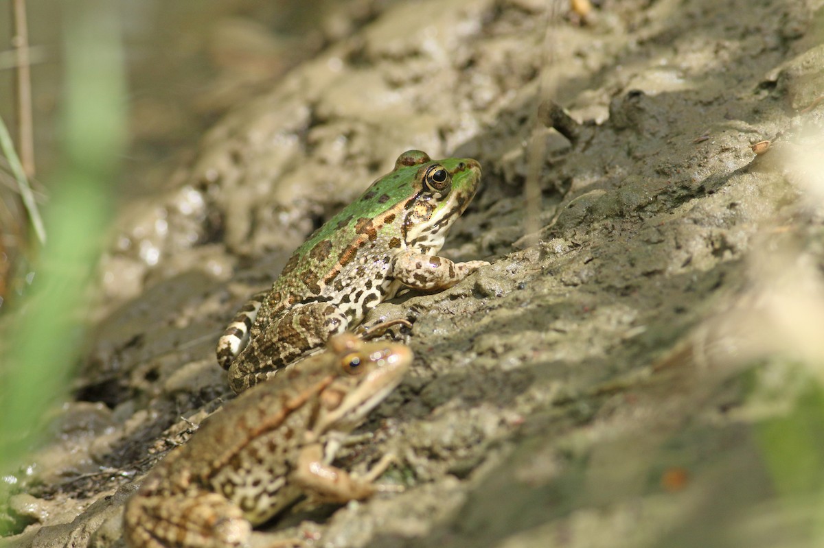Marsh Frog - ML638580074