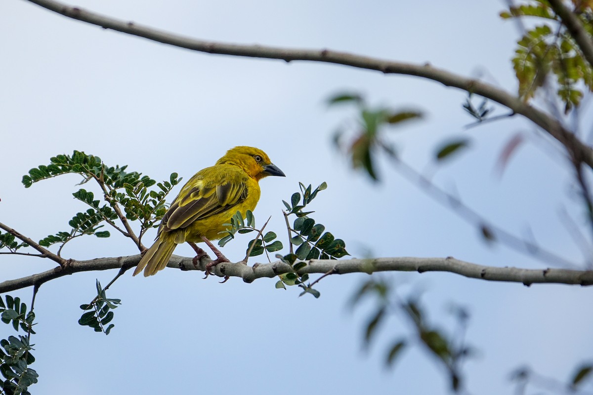 Holub's Golden-Weaver - ML638580112