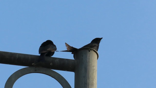 Black Drongo - ML638580116