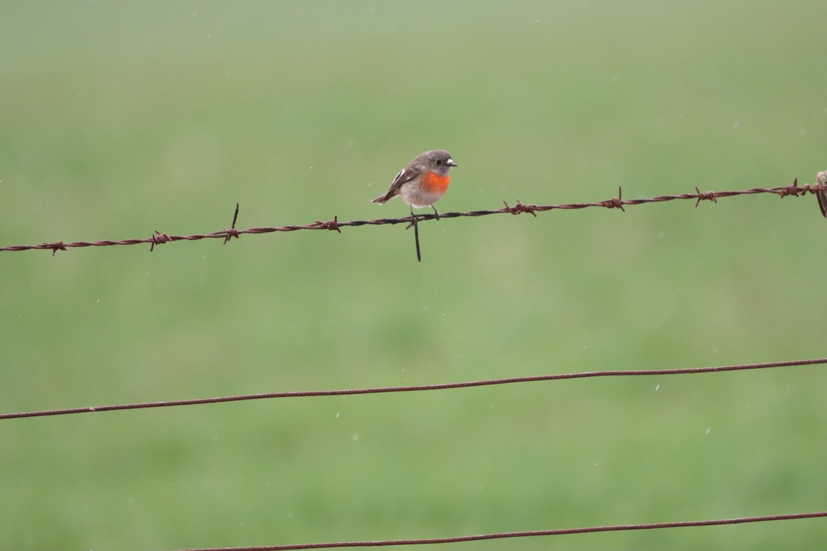 Scarlet Robin - ML638580122