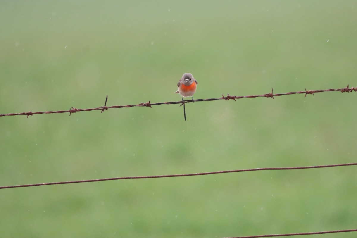 Scarlet Robin - ML638580123