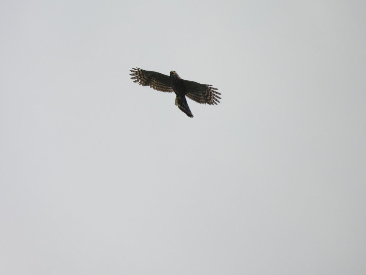 Crested Goshawk - ML638580125