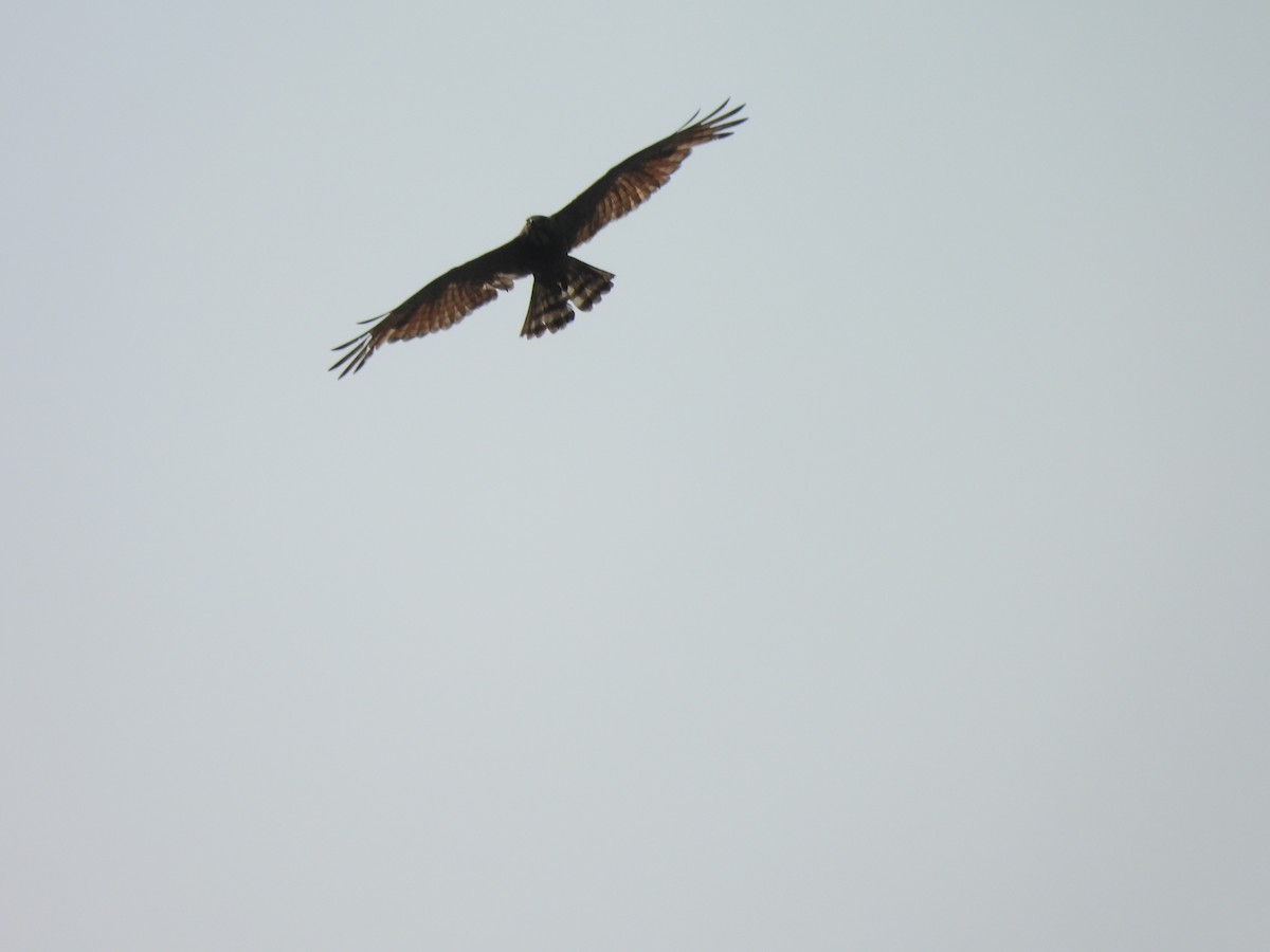 Gray-faced Buzzard - ML638580130