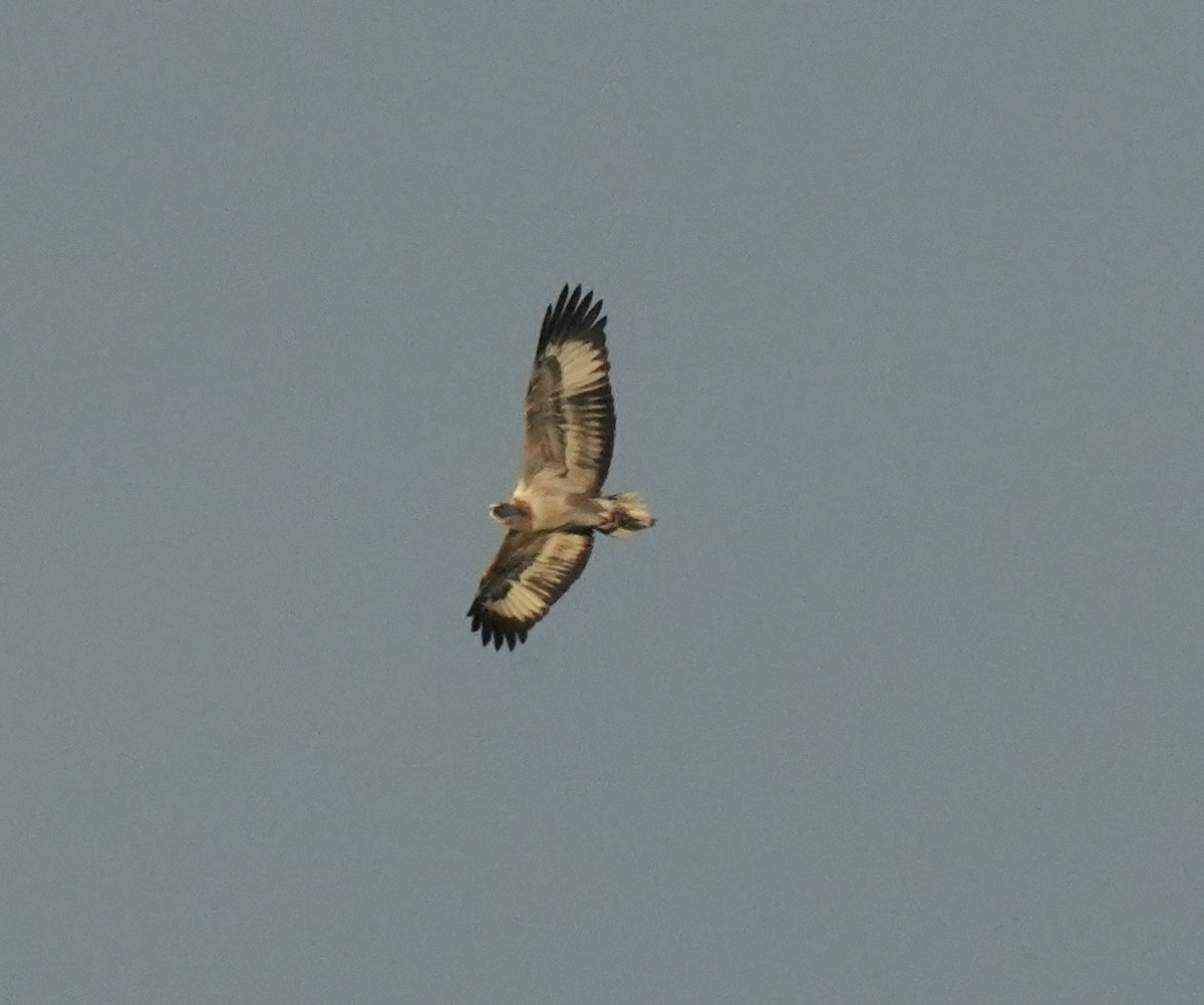 Weißbauch-Seeadler - ML638580135