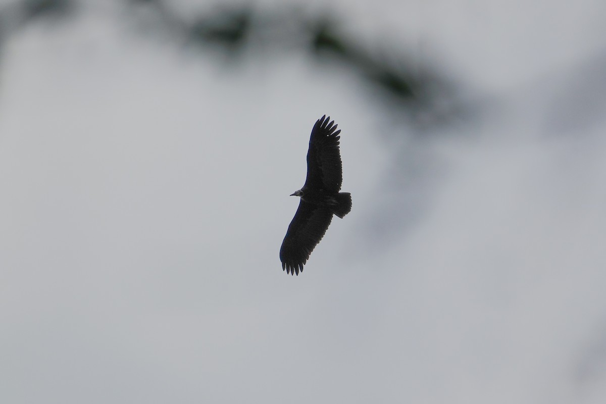 Hooded Vulture - ML638580151