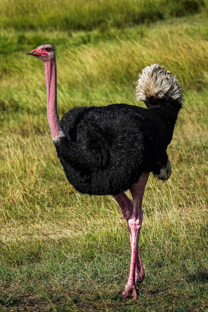Common Ostrich - ML638580187