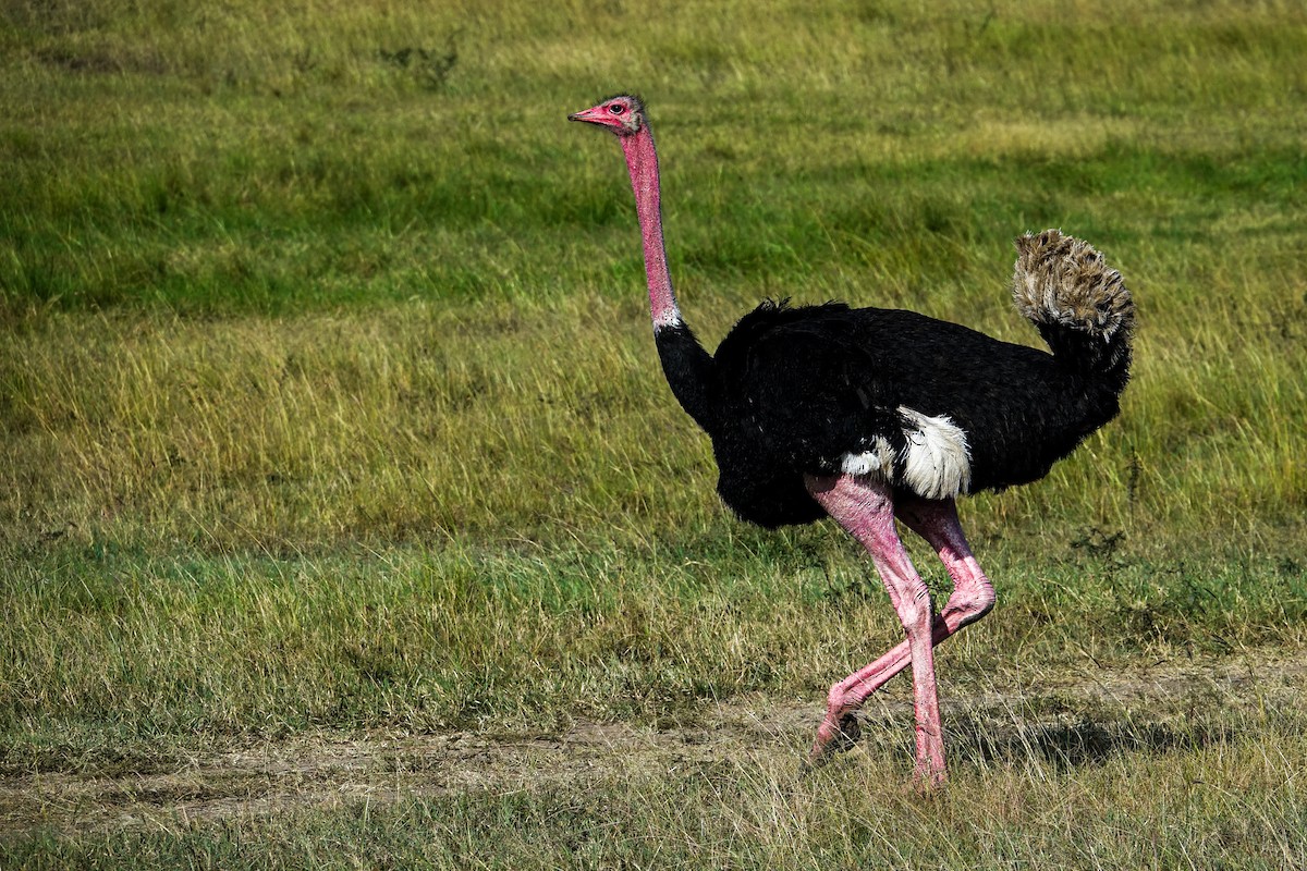 Common Ostrich - ML638580188