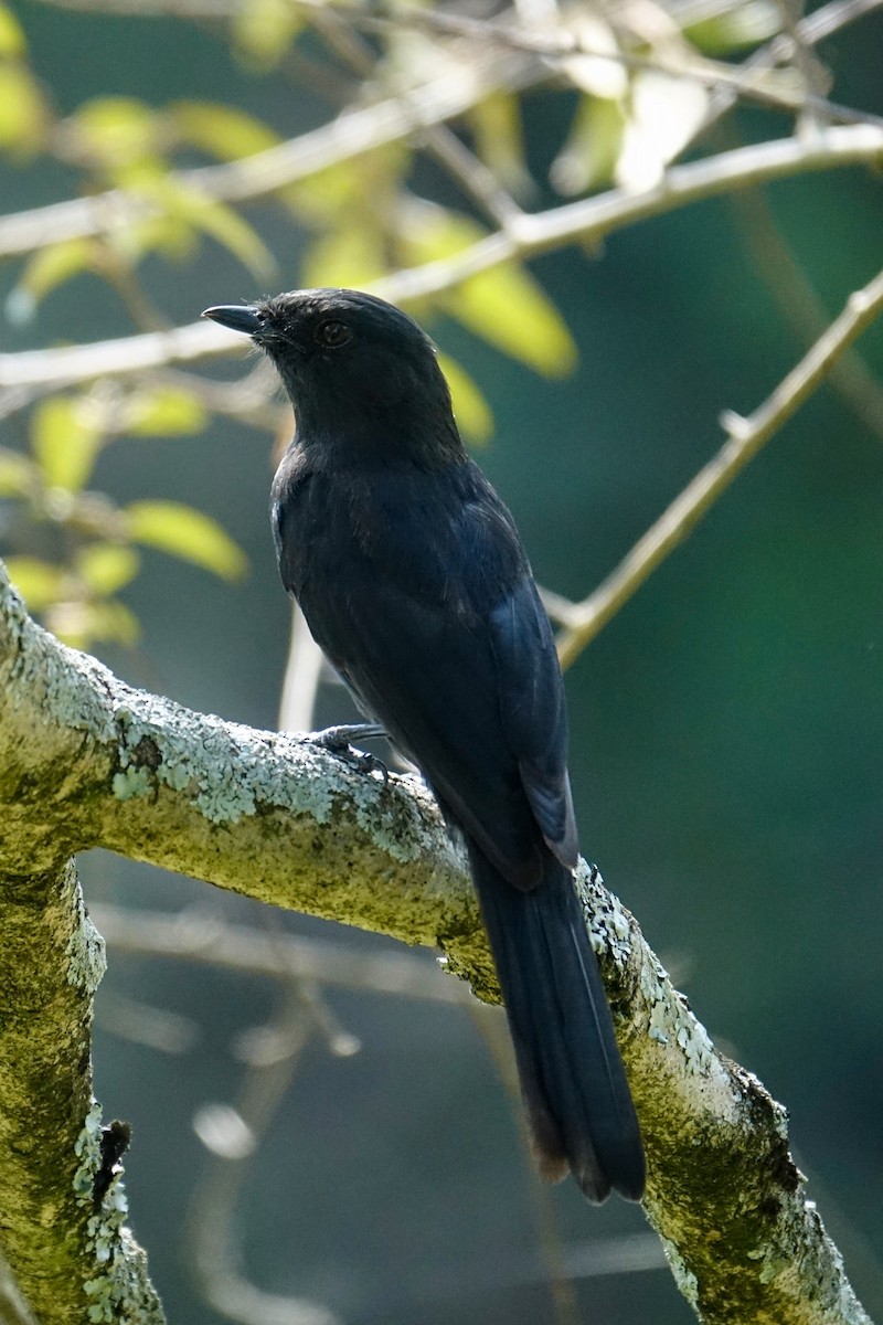 Northern Black-Flycatcher - ML638580191