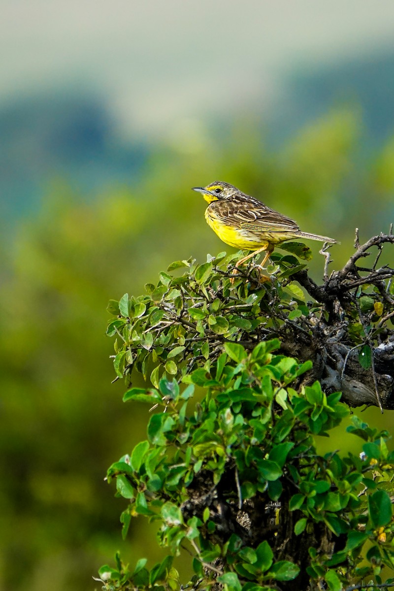 Yellow-throated Longclaw - ML638580198