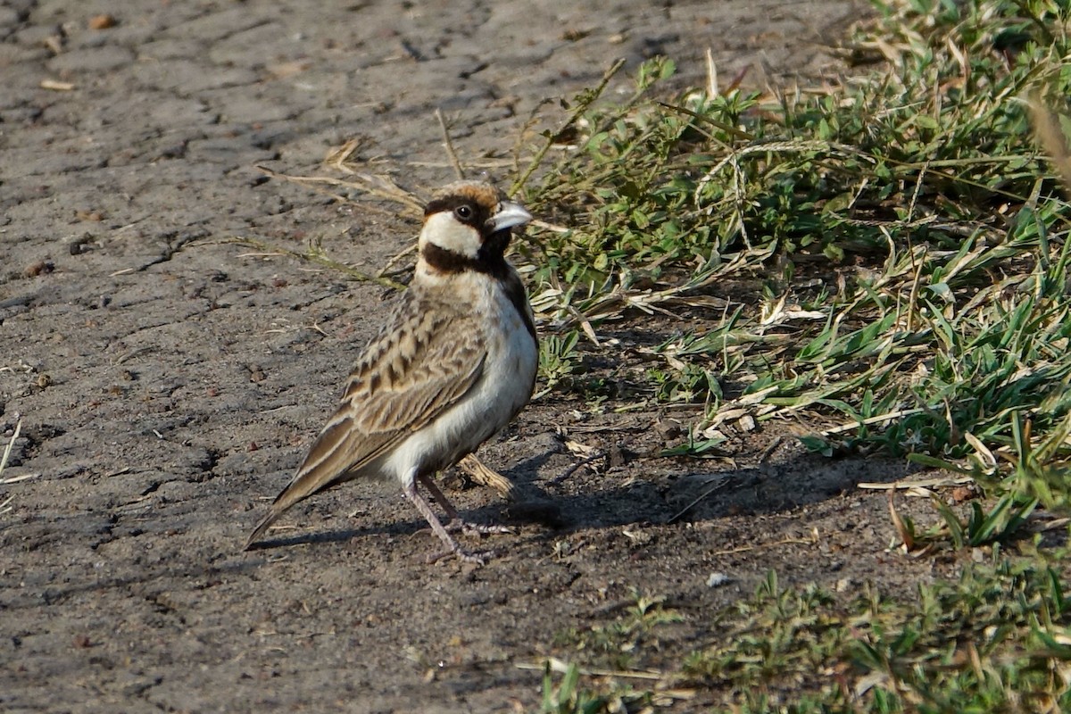 Fischer's Sparrow-Lark - ML638580204