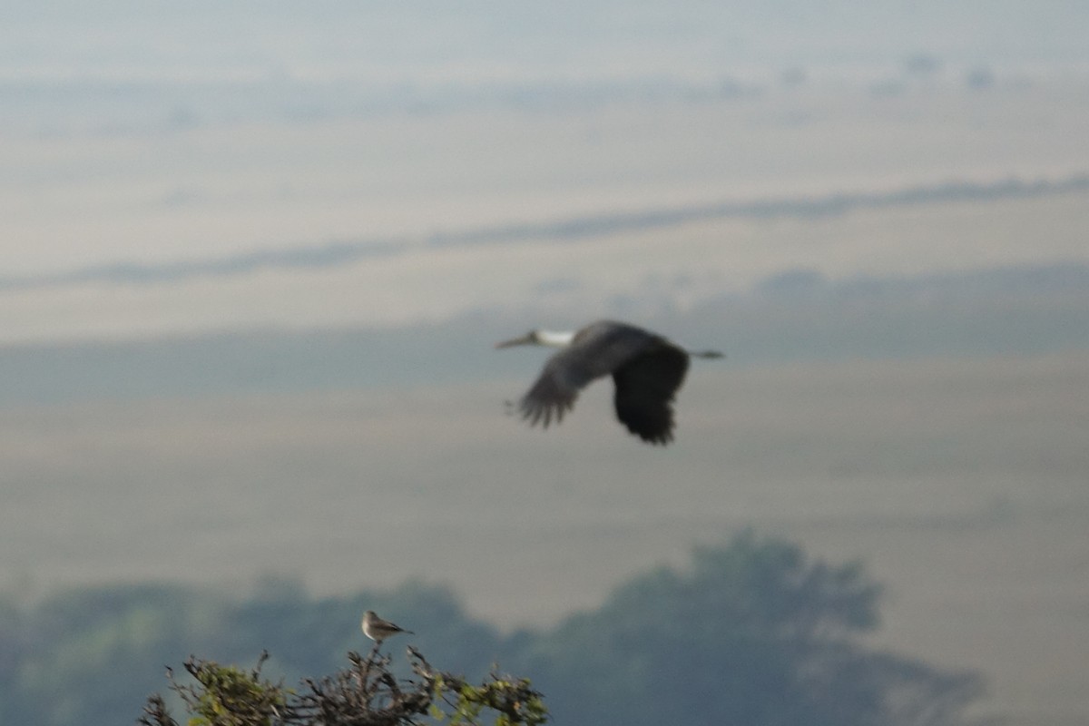 African Woolly-necked Stork - ML638580206