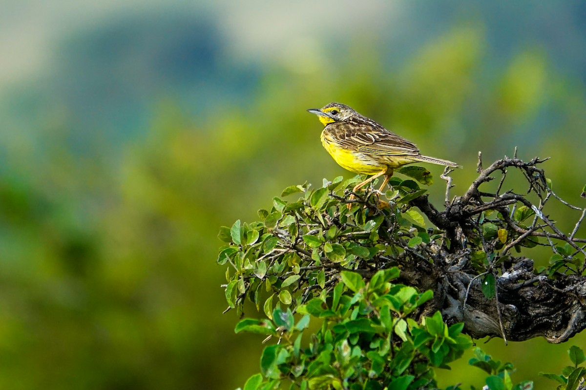 Yellow-throated Longclaw - ML638580211