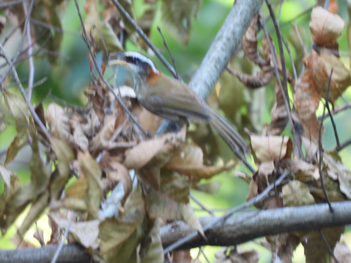 Streak-breasted Scimitar-Babbler - ML638580220