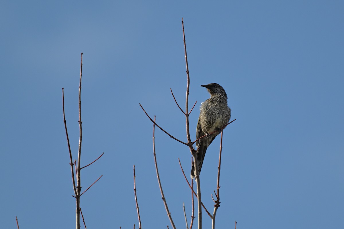 Little Wattlebird - ML638580236