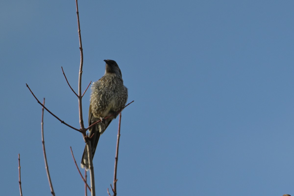 Little Wattlebird - ML638580240
