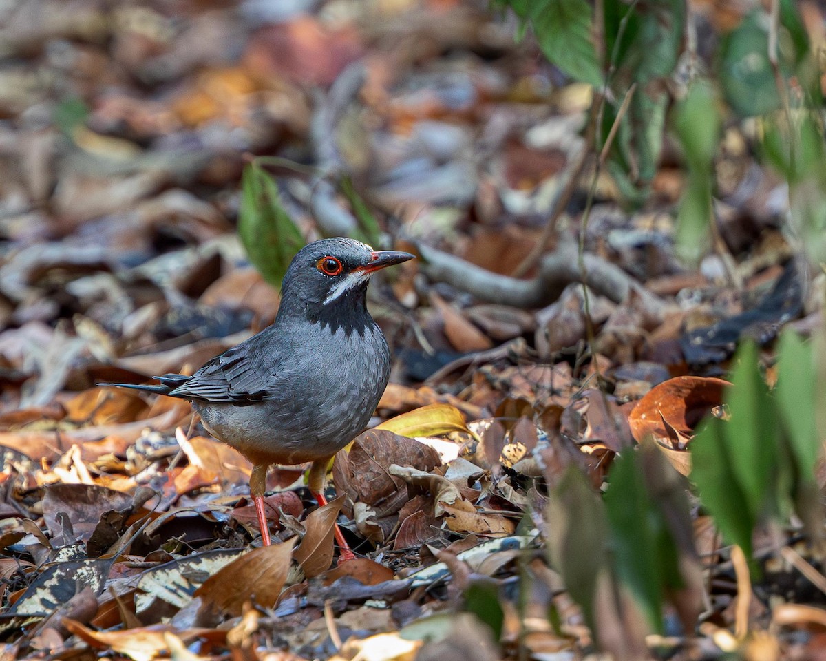 Red-legged Thrush - ML638580285