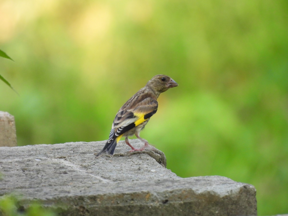 Oriental Greenfinch - ML638580286