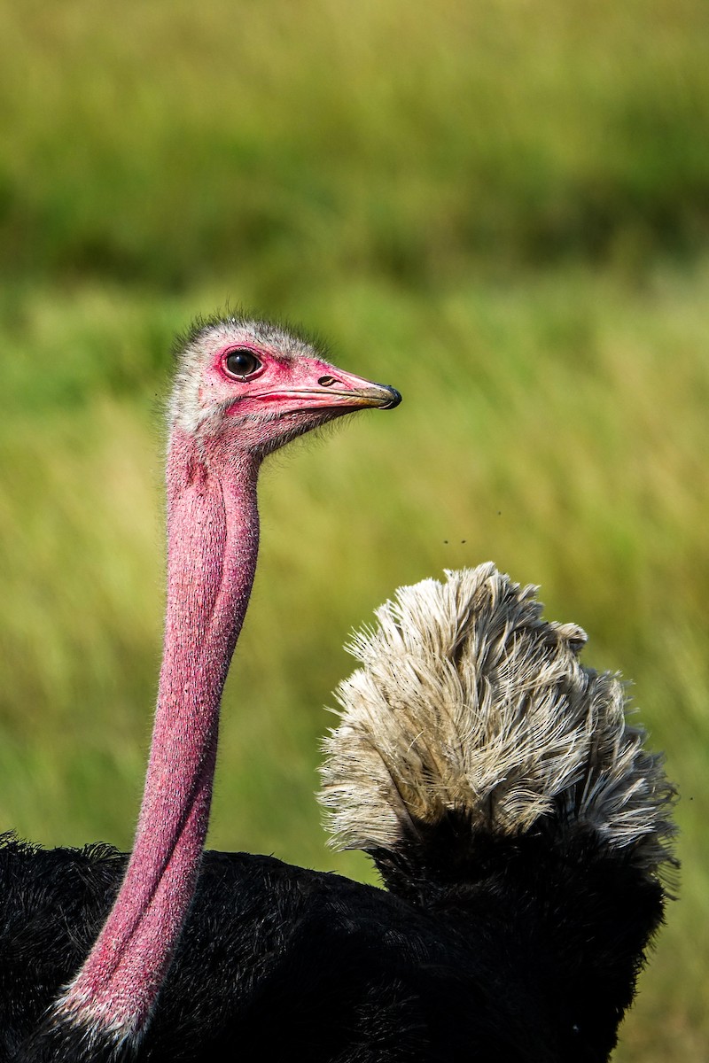 Common Ostrich - ML638580316