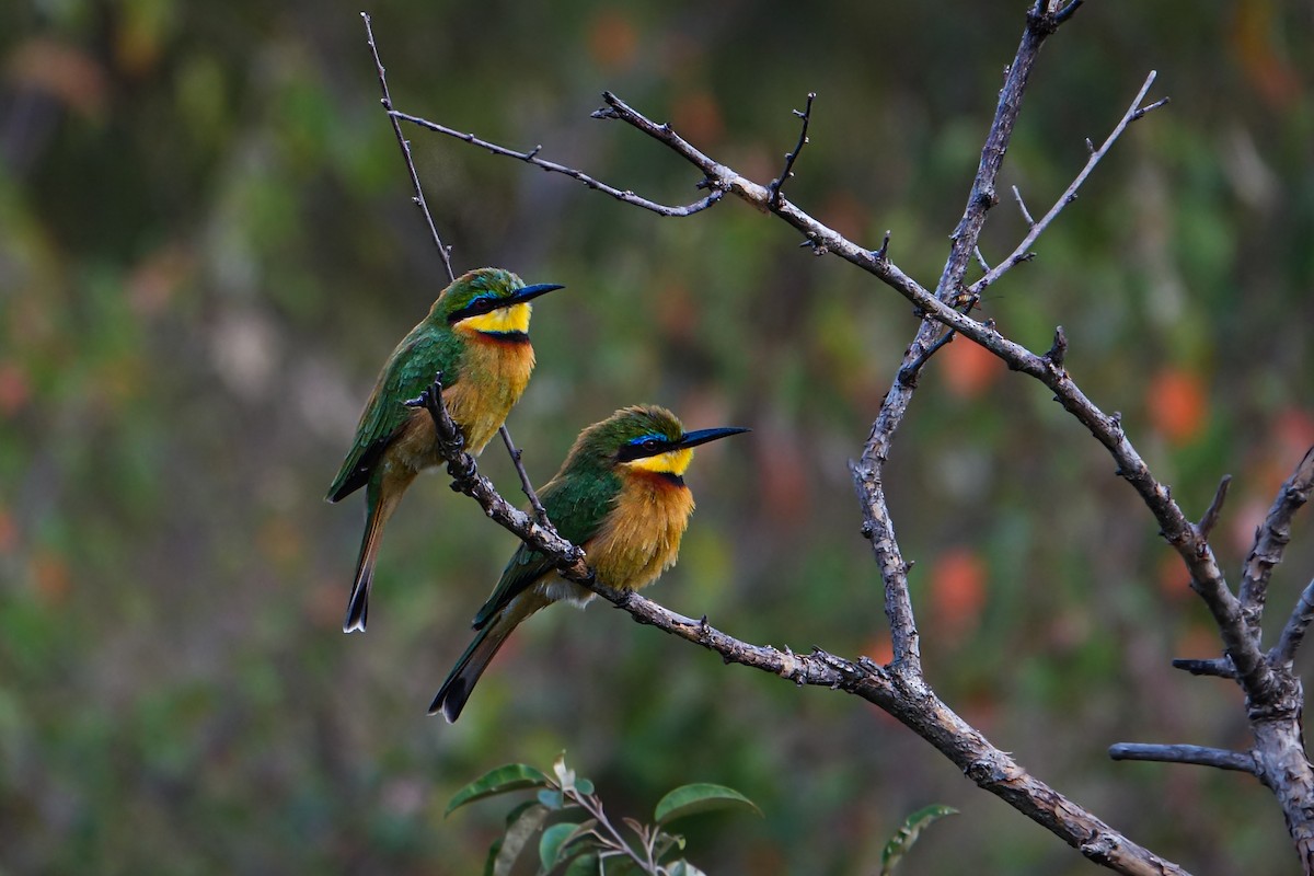 Little Bee-eater - ML638580320