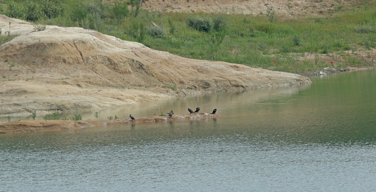 Cormorano - ML638580323