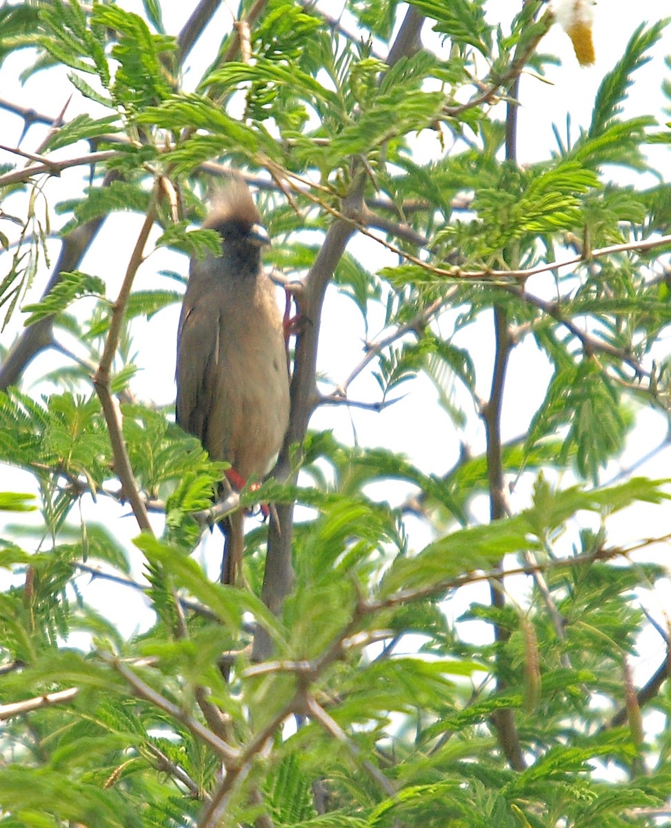 Speckled Mousebird - ML638580404