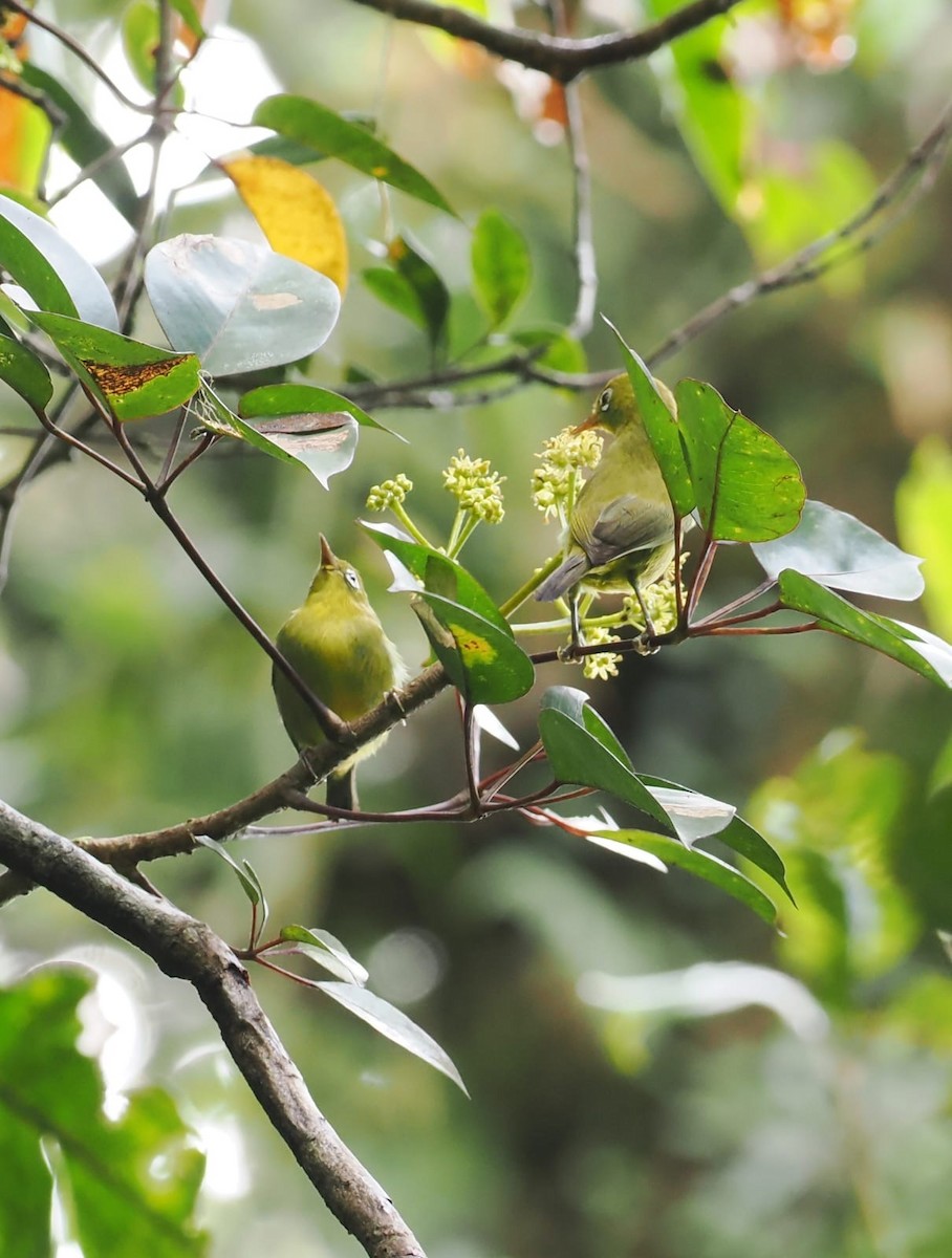 Meratus White-eye - ML638580407