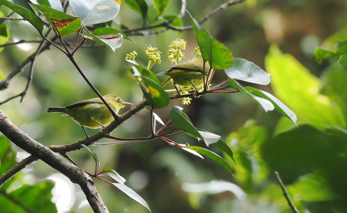Meratus White-eye - ML638580408