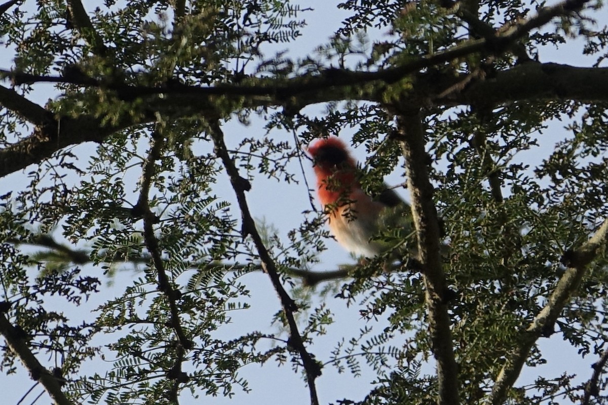Red-headed Weaver - ML638580412
