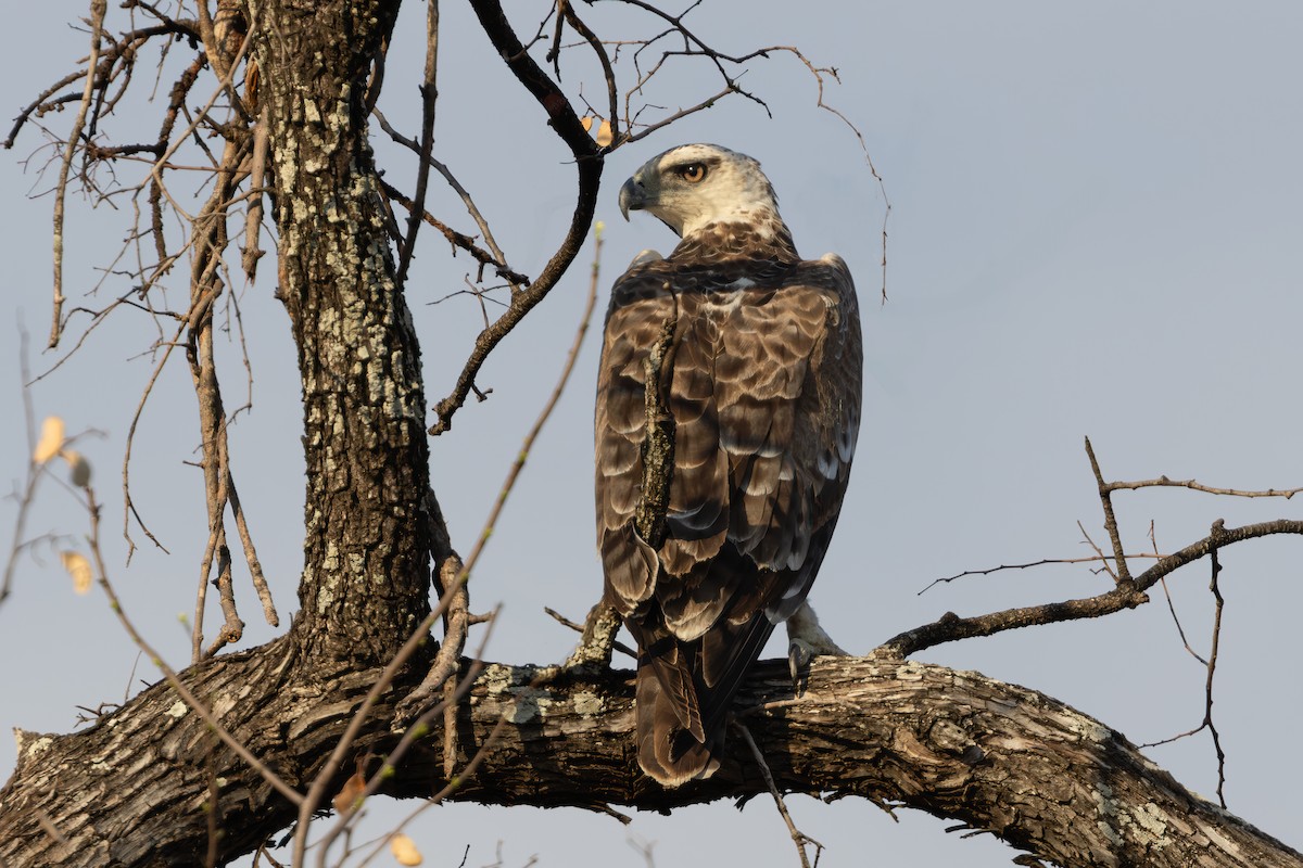 Martial Eagle - ML638580418