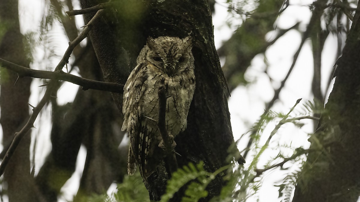African Scops-Owl (African) - ML638580425