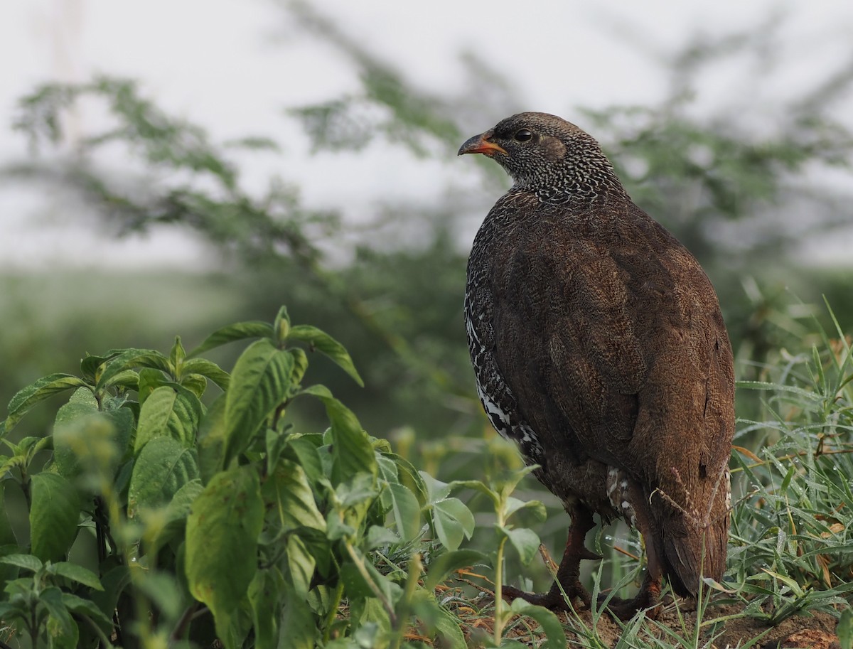 Hildebrandt's Spurfowl - ML638580442
