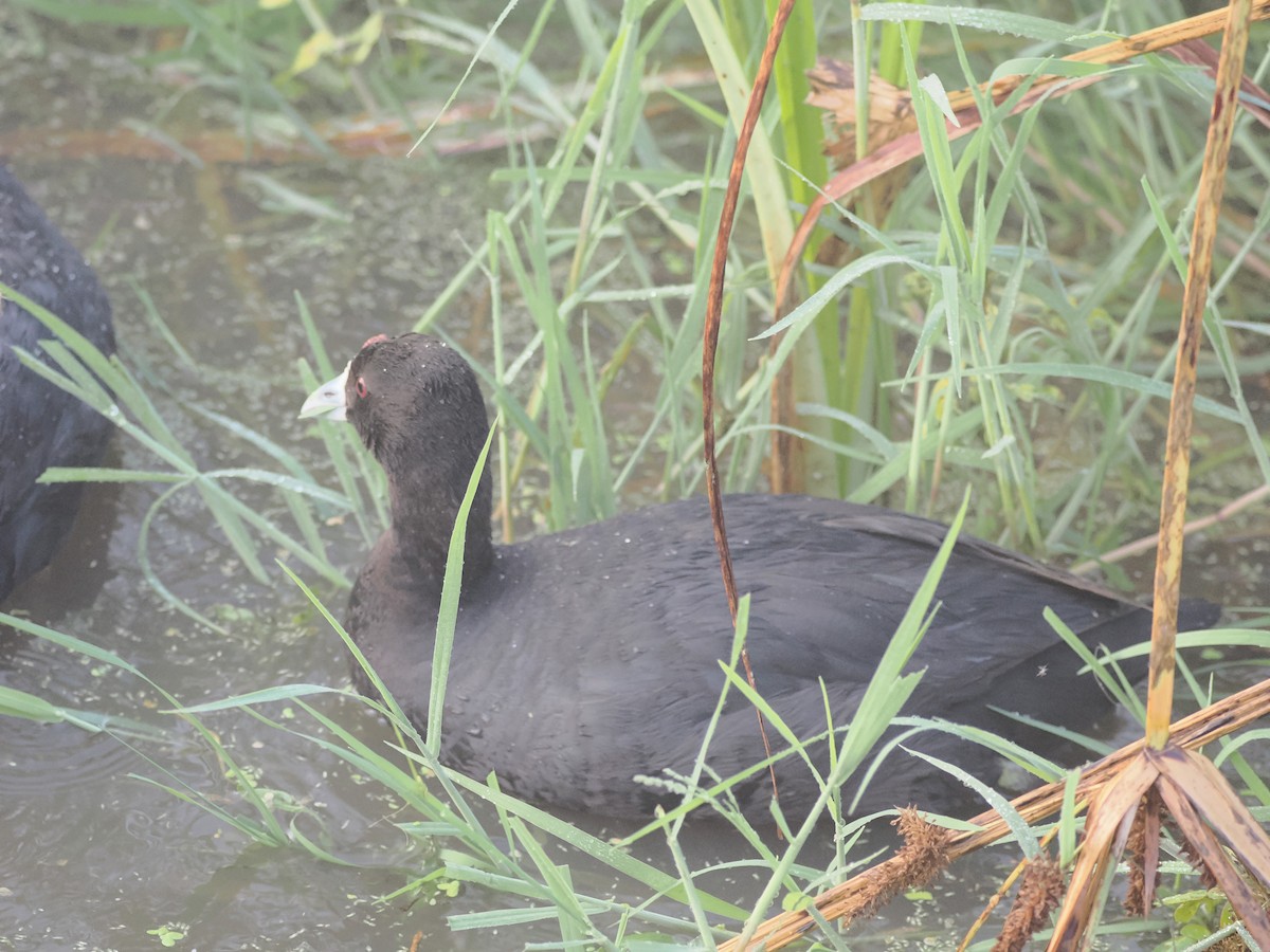 Red-knobbed Coot - ML638580445