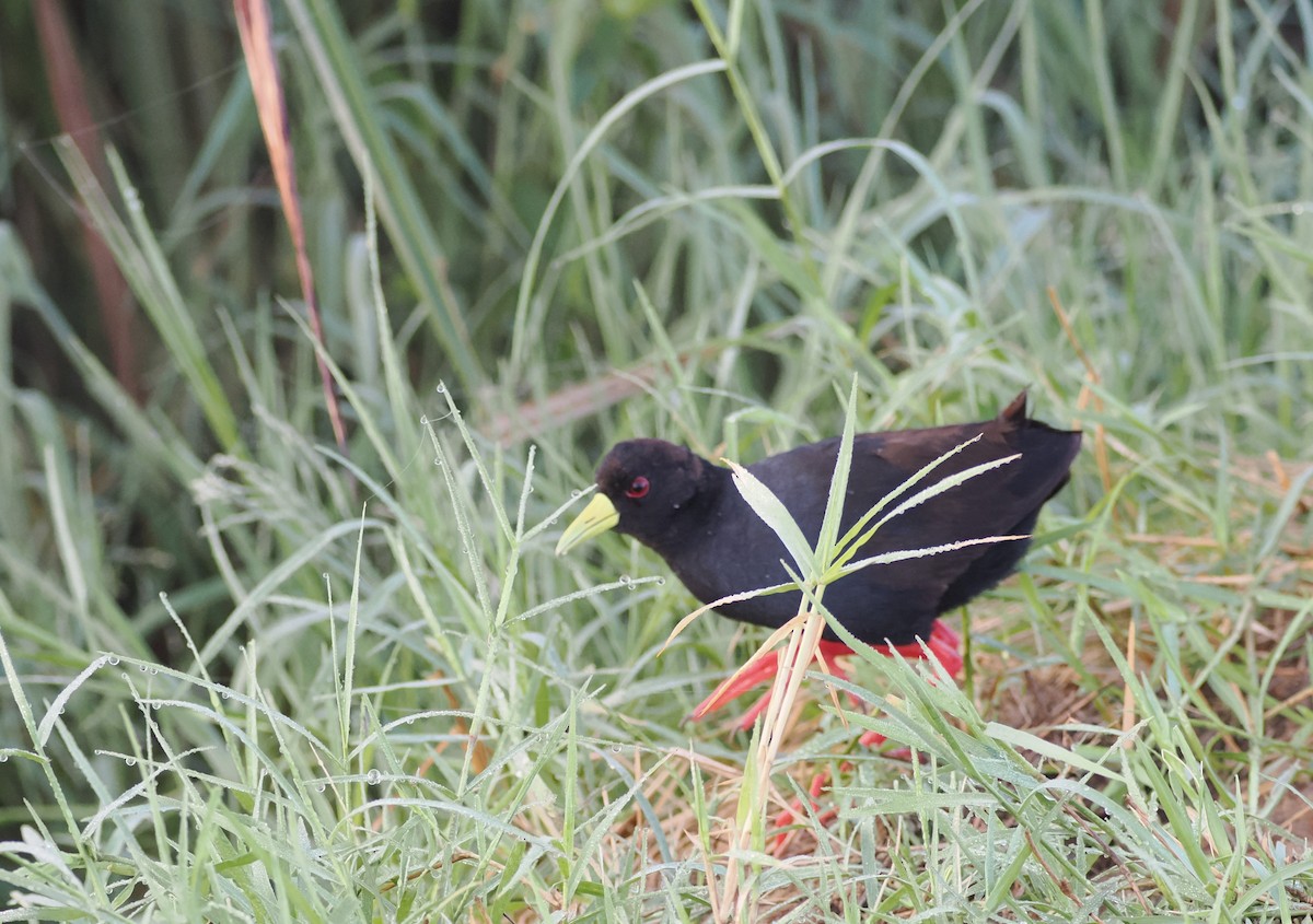 Black Crake - ML638580446