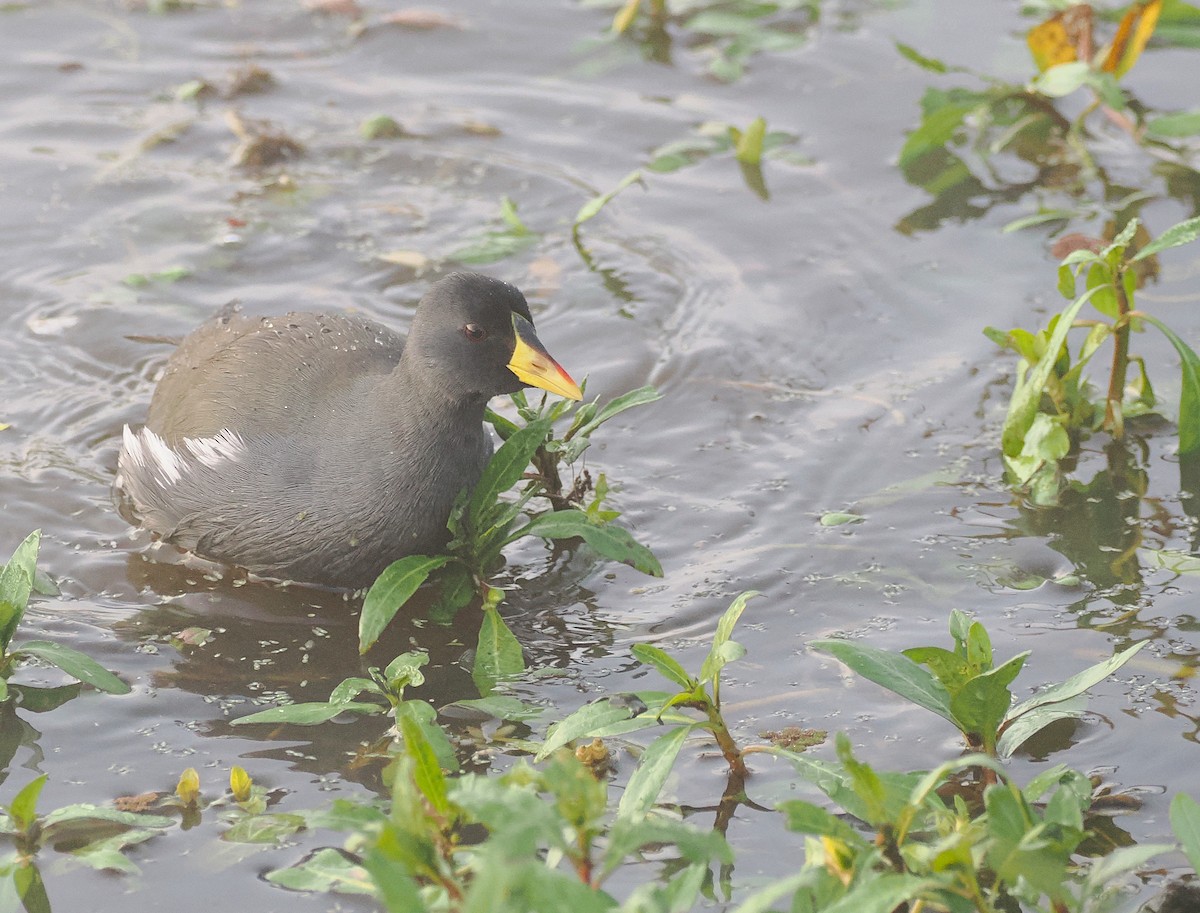 Lesser Moorhen - ML638580454
