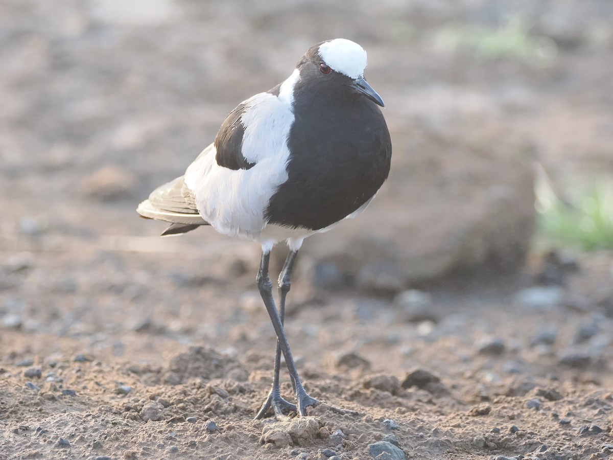Blacksmith Lapwing - ML638580455