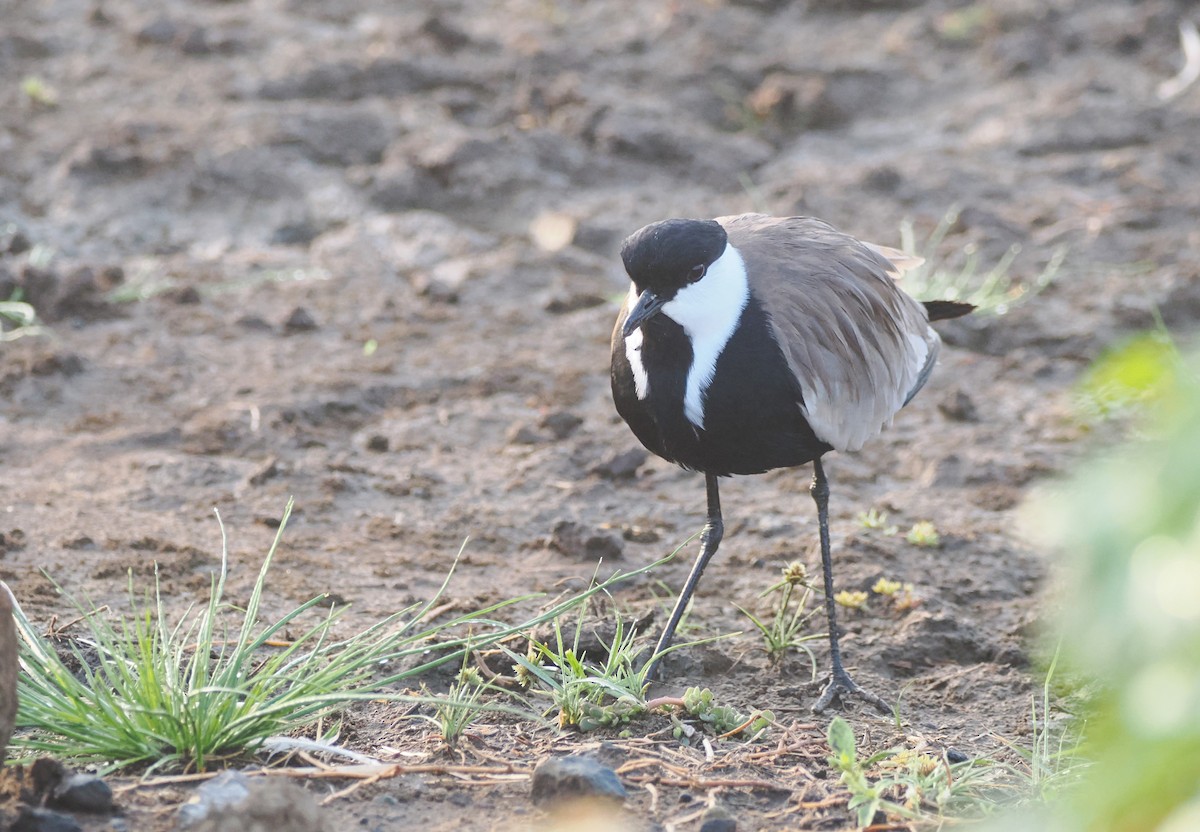 Spur-winged Lapwing - ML638580457