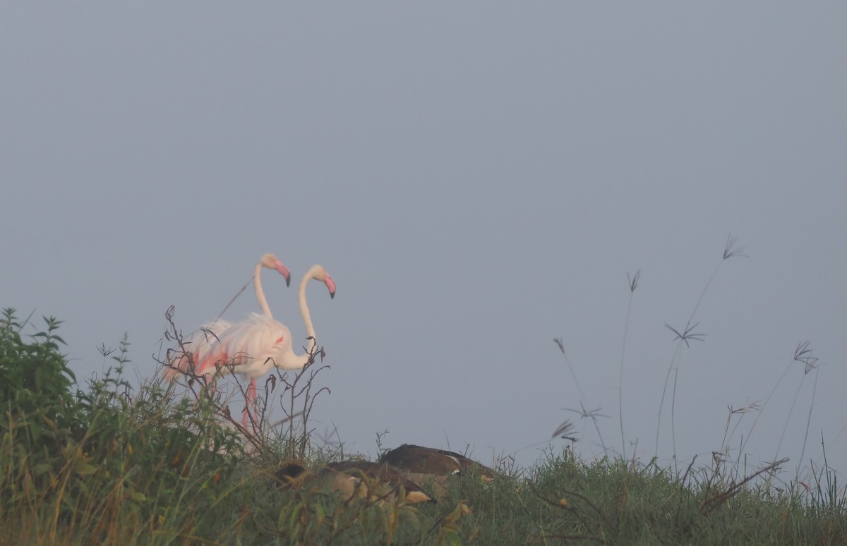 Greater Flamingo - ML638580462