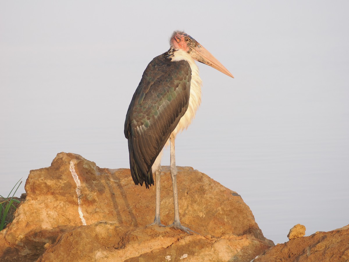Marabou Stork - ML638580466