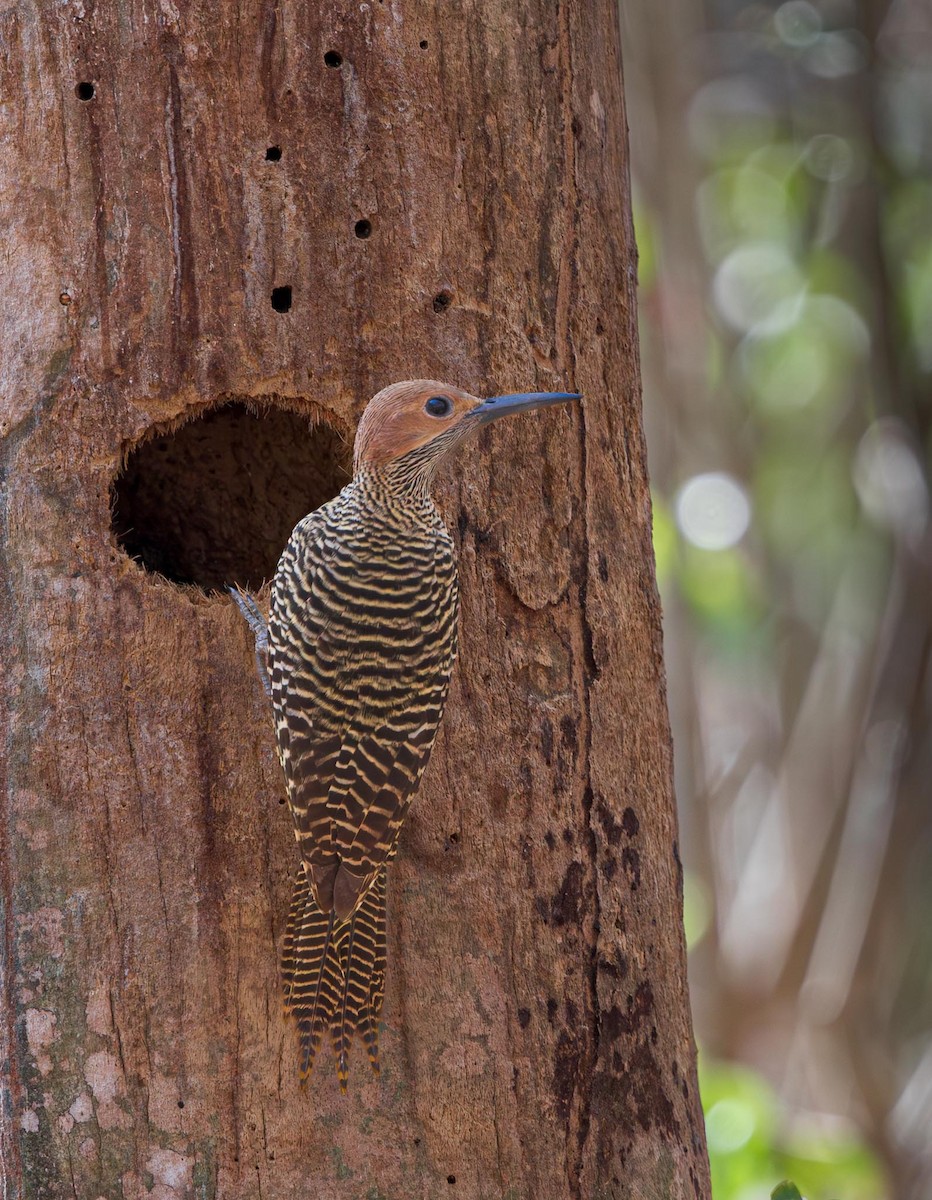Fernandina's Flicker - ML638580467