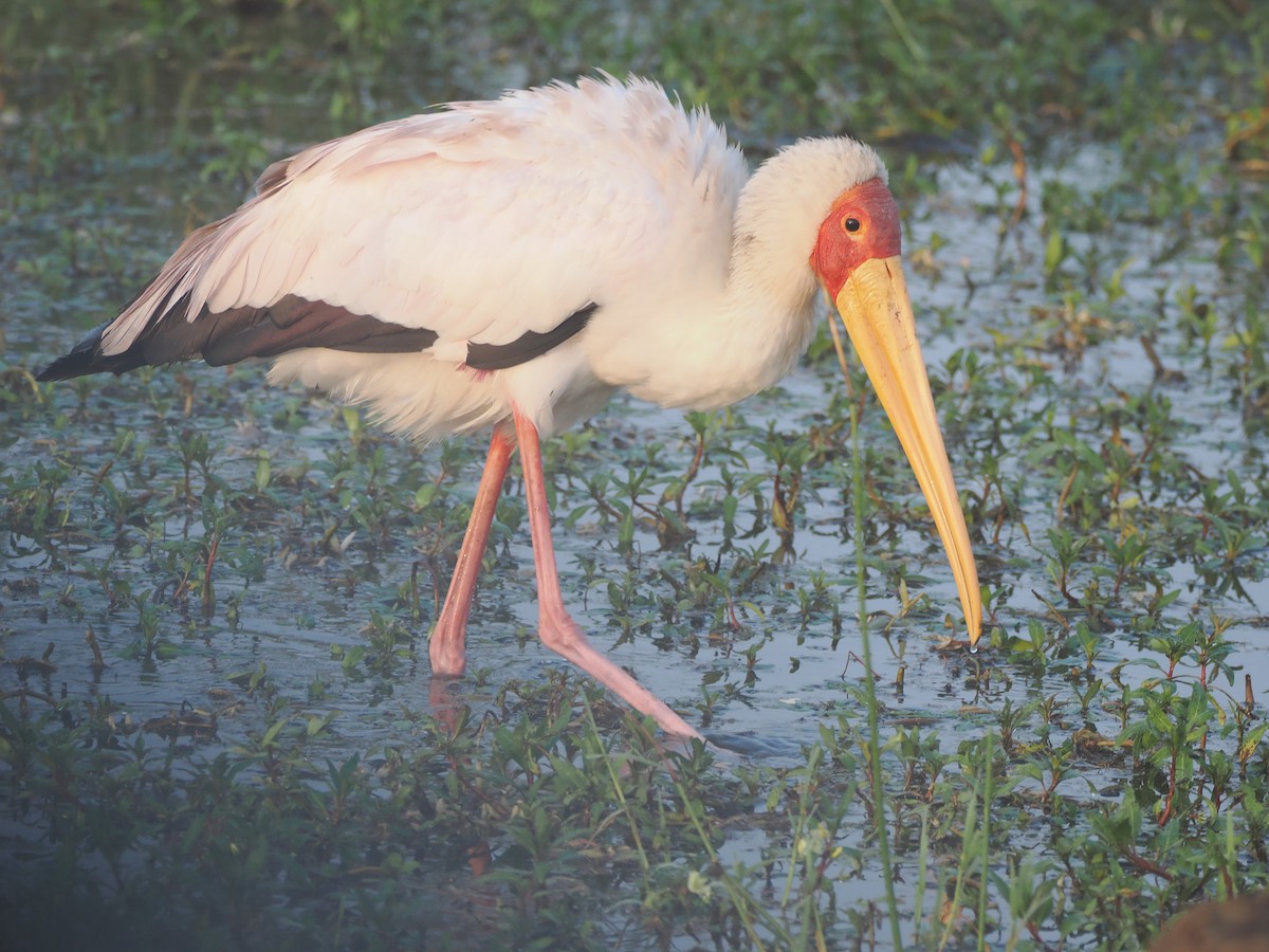Yellow-billed Stork - ML638580469
