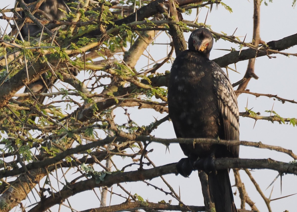 Reed Cormorant - ML638580472
